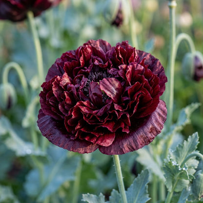 Papaver Paeoniflorum Black Peony Seeds for Garden Planting