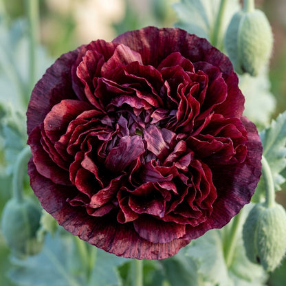 Papaver Paeoniflorum Black Peony Seeds for Garden Planting