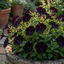 Black Petunia Flower Seeds for Planting - Bold Garden Blooms