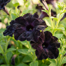 Black Petunia Flower Seeds for Planting - Bold Garden Blooms