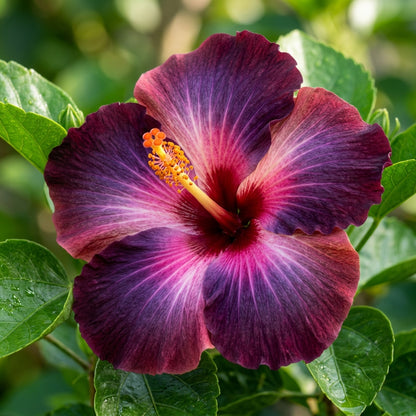Black Pink Purple Hibiscus Seeds for Planting