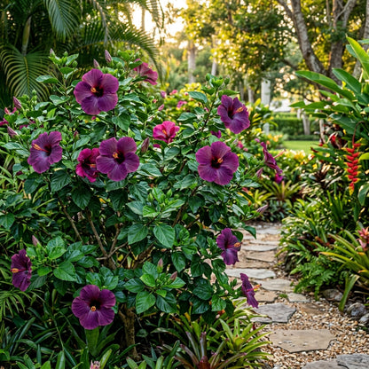 Black Pink Purple Hibiscus Seeds for Planting