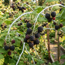 Whitebark Black Raspberry Seeds for Planting