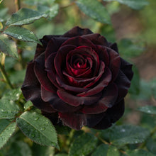 Black Rose Seeds for Planting