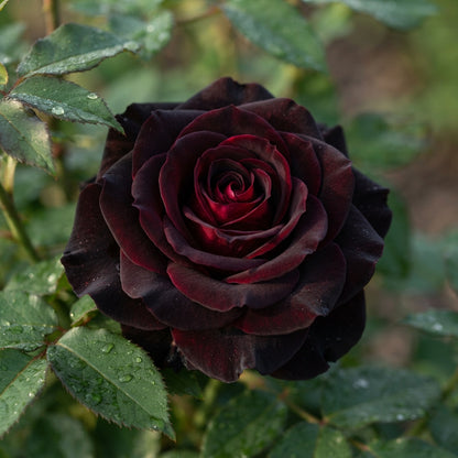Black Rose Seeds for Planting