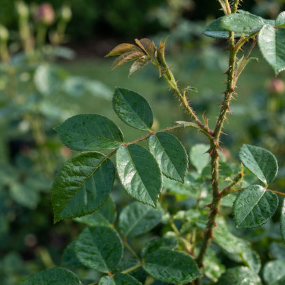 Black Rose Seeds for Planting