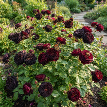 Black Rose Seeds for Planting