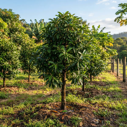 Black Sapote (Diospyros digyna) Seeds for Planting