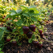 Black Strawberry Seeds for Planting