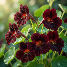 Black Velvet Nasturtium Seeds - Nasturtium Flower Seeds for Garden