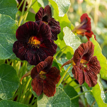 Black Velvet Nasturtium Seeds - Nasturtium Flower Seeds for Garden