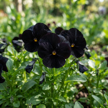 Viola Back to Black Flower Seeds for Planting