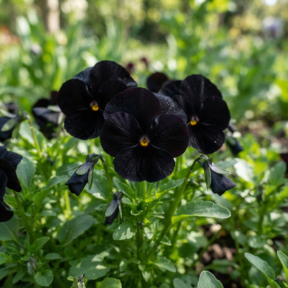 Viola Back to Black Flower Seeds for Planting