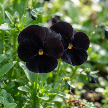 Viola Back to Black Flower Seeds for Planting