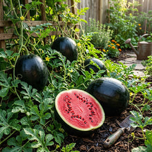 Black Watermelon Beauty Seeds for Planting