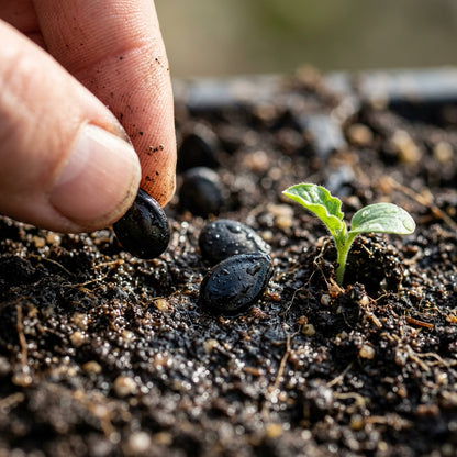 Black Watermelon Beauty Seeds for Planting