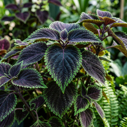 Black and Blue Coleus Seeds for Planting