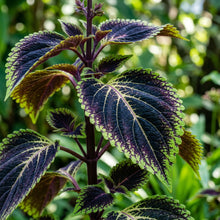 Black and Blue Coleus Seeds for Planting