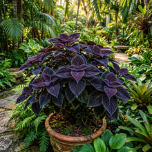 Black and Blue Coleus Seeds for Planting
