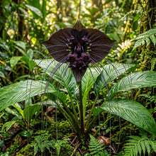 Tacca Chantrieri Seeds