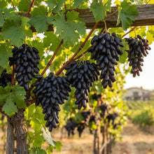 Black Finger Grape Seeds for Planting