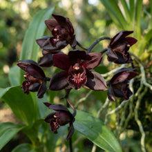 Black Orchid Seeds for Planting