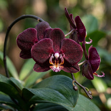 Black Phalaenopsis Orchid Seeds for Planting