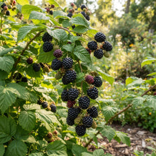 Black Raspberry Seeds for Planting