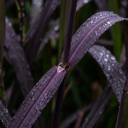 Black Rice Seeds Oryza sativa – Forbidden Rice Heirloom Paddy Grain Seeds for Planting