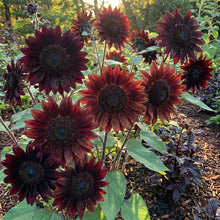 Deep Black Sunflower Seeds for Planting - Ornamental Sunflower