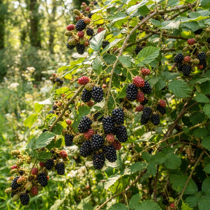 Blackberry Bramble Seeds for Planting