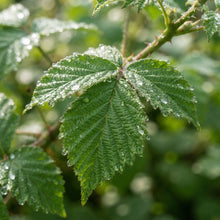 Blackberry Seeds for Planting