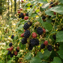 Blackberry Seeds for Planting