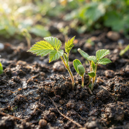 Blackberry Seeds for Planting