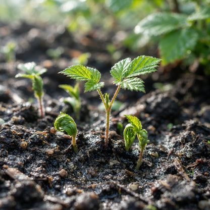 Blackberry Seeds for Planting
