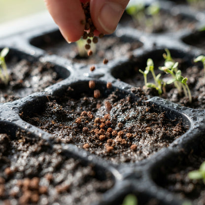 Blackberry Seeds for Planting