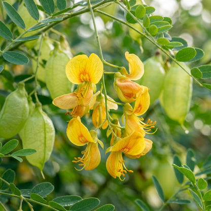Bladder Senna Flower Seeds for Garden Planting