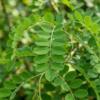Bladder Senna Flower Seeds for Garden Planting