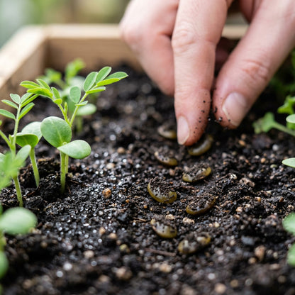 Bladder Senna Flower Seeds for Garden Planting