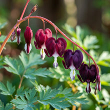 Black Bleeding Heart Flower Seeds for Planting