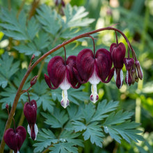 Black Bleeding Heart Flower Seeds for Planting