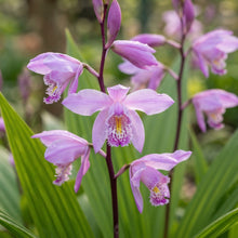 Bletilla Striata Hardy Orchid Flower Seeds - Orchid Flower Seeds for Garden