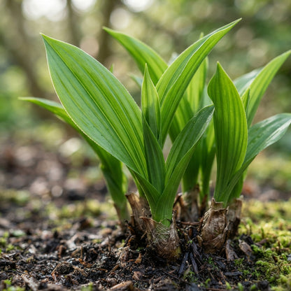 Bletilla Striata Hardy Orchid Flower Seeds - Orchid Flower Seeds for Garden