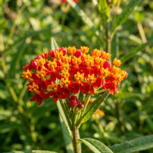 Asclepias Blood Flower Seeds for Planting