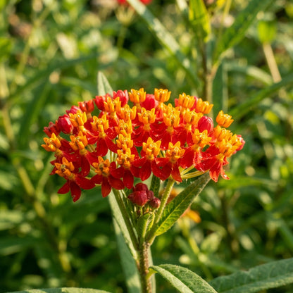 Asclepias Blood Flower Seeds for Planting