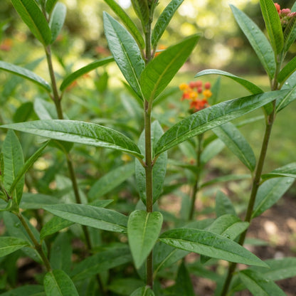 Asclepias Blood Flower Seeds for Planting