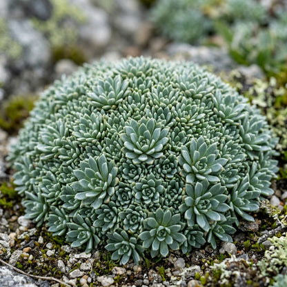 Saxifraga Caesia Flower Seeds – Alpine Rock Garden Perennial