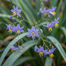 Blue Aloe Weed Flower Seeds for Planting