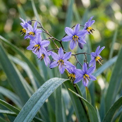 Blue Aloe Weed Flower Seeds for Planting