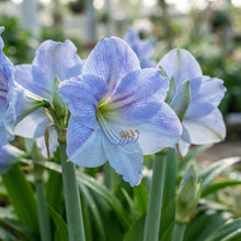 Blue Amaryllis Lily Seeds for Planting